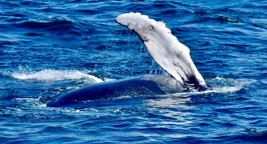 Walvissafari rondreis Canada Walvissafari rondreis Canada